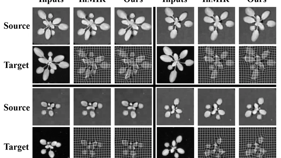 [Research Paper] MambaReg: Mamba-Based Disentangled Convolutional Sparse Coding for Unsupervised Deformable Multi-Modal Image Registration