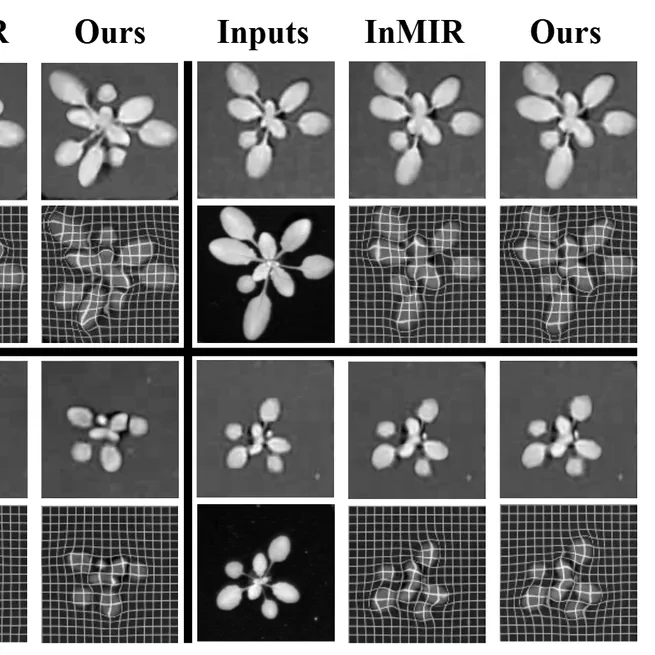 [Research Paper] MambaReg: Mamba-Based Disentangled Convolutional Sparse Coding for Unsupervised Deformable Multi-Modal Image Registration
